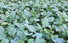 Türkiye'nin en kötü yemeği seçilmişti ama öyle bir faydası var ki... Bir tas içen doktor yolunu unutacak 3