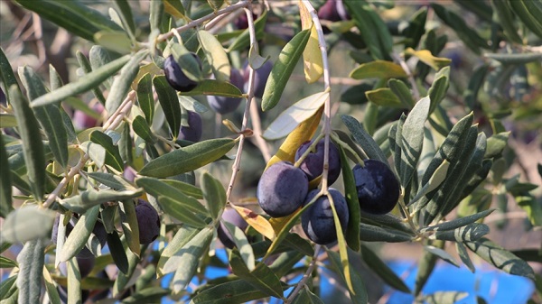 Tehlike büyük! Canan Karatay'dan zeytin uyarısı... Bu şekilde sakın tüketmeyin! 7