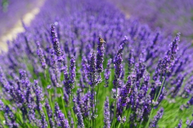 İbn-i Sina’nın önerdiği mucize baharat! Bir tutamı beyni zehir gibi yapıyor 18