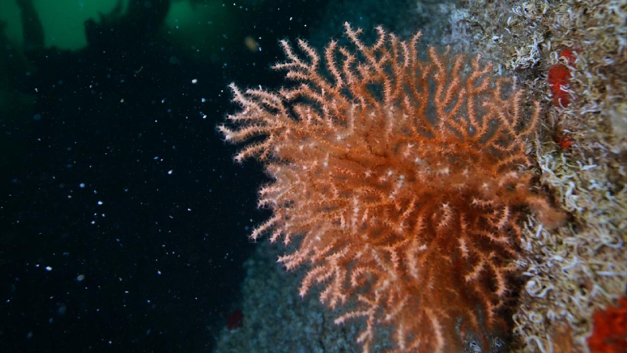 Denizde bulundu! Kur'an'da adı geçiyor... Bilim adamları araştırınca şaşkına döndü 2