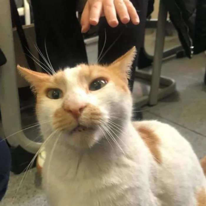 0X0 Kediyi Asagiya Atan Ogretmen Iddiasi Kedi Farukun 2 Bacagi Kirildi Ic Kanama Gecirdi 1711461227604