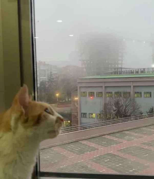 0X0 Kediyi Asagiya Atan Ogretmen Iddiasi Kedi Farukun 2 Bacagi Kirildi Ic Kanama Gecirdi 1711461228207