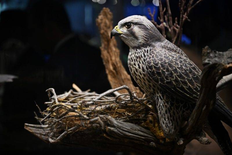 Batch Aa 20240524 34671034 34671 (3)