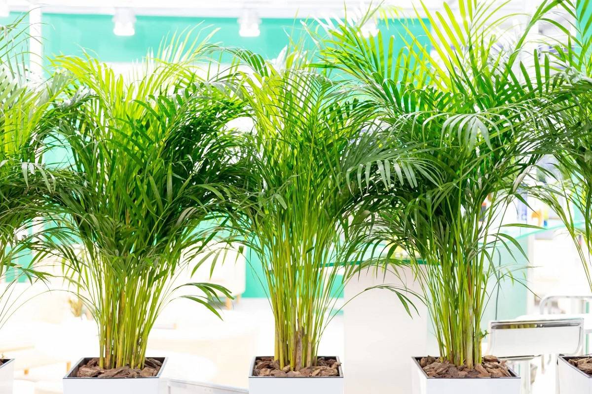 Bu bitkiler havayı temizliyor! İşte evinizde bulunması gereken bitkiler 8