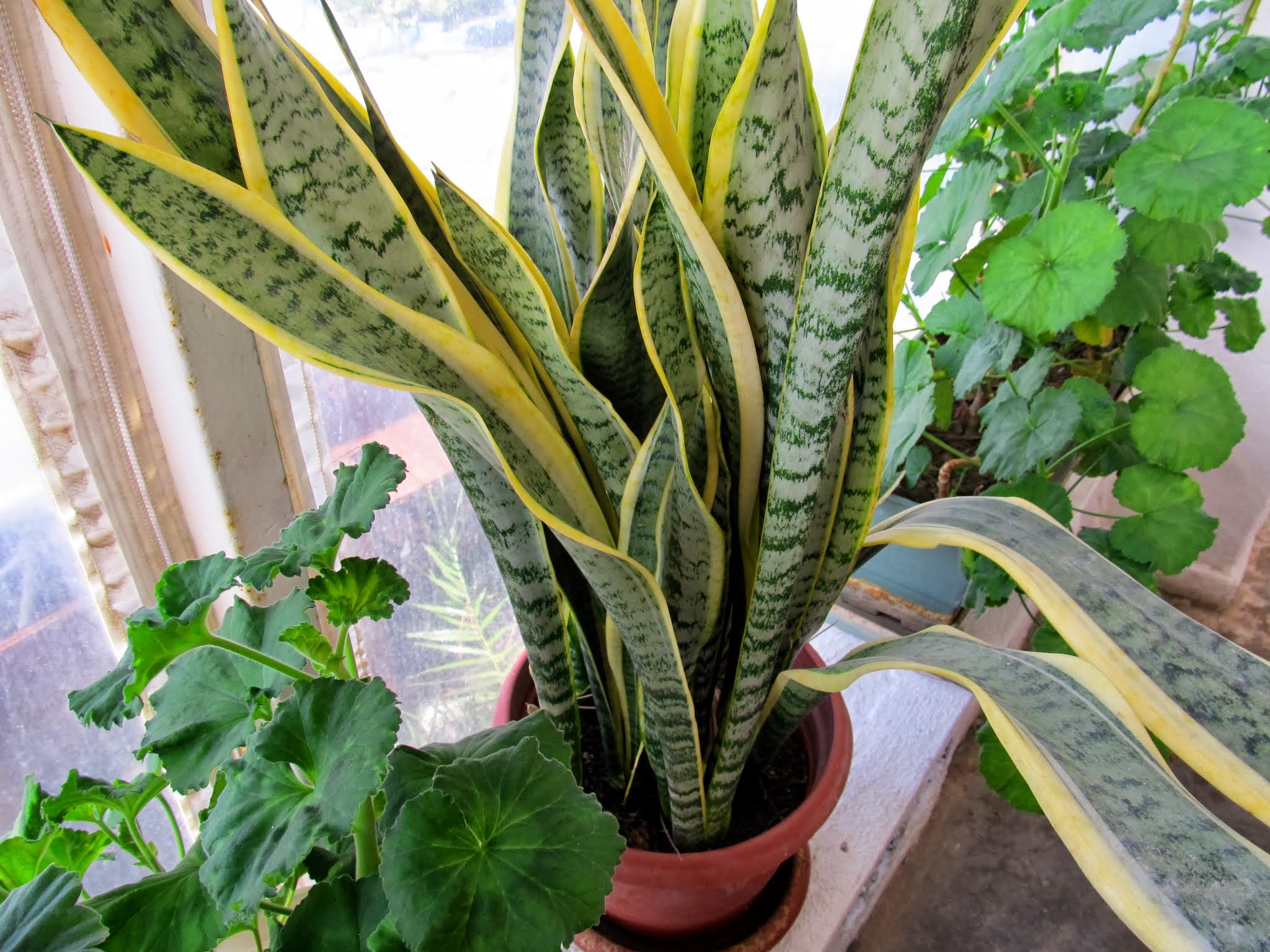 Bu bitkiler havayı temizliyor! İşte evinizde bulunması gereken bitkiler 1