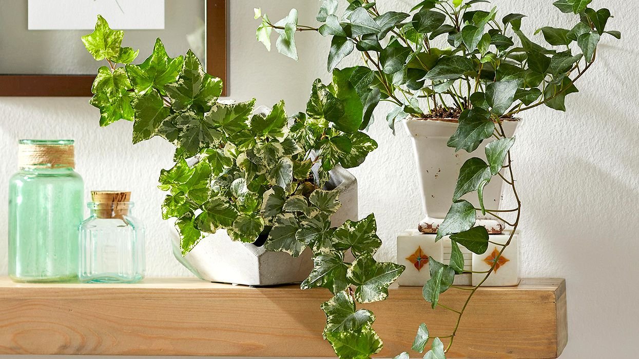 Bu bitkiler havayı temizliyor! İşte evinizde bulunması gereken bitkiler 2