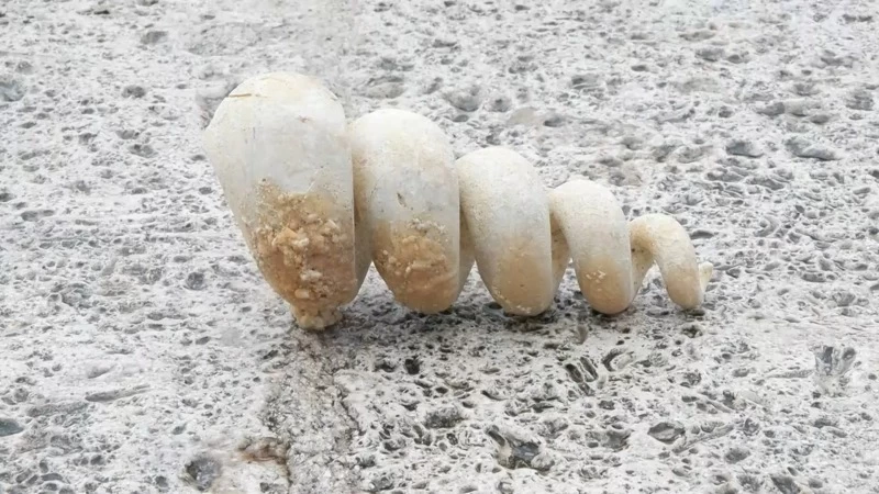 İstanbul'un orta yerinde deniz minaresi fosili bulundu! Uzmanlardan deprem uyarısı 4