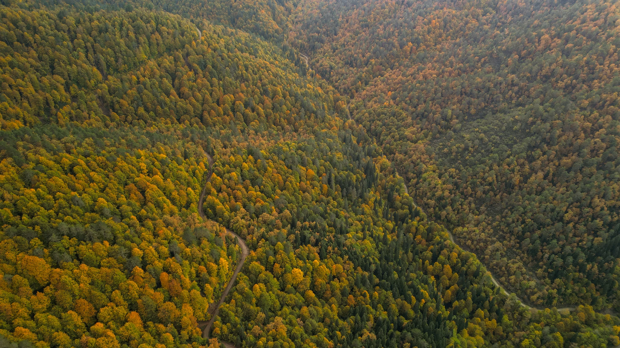 Zonguldak'ta sonbaharın büyüleyici renkleri ormanları süsledi! 4