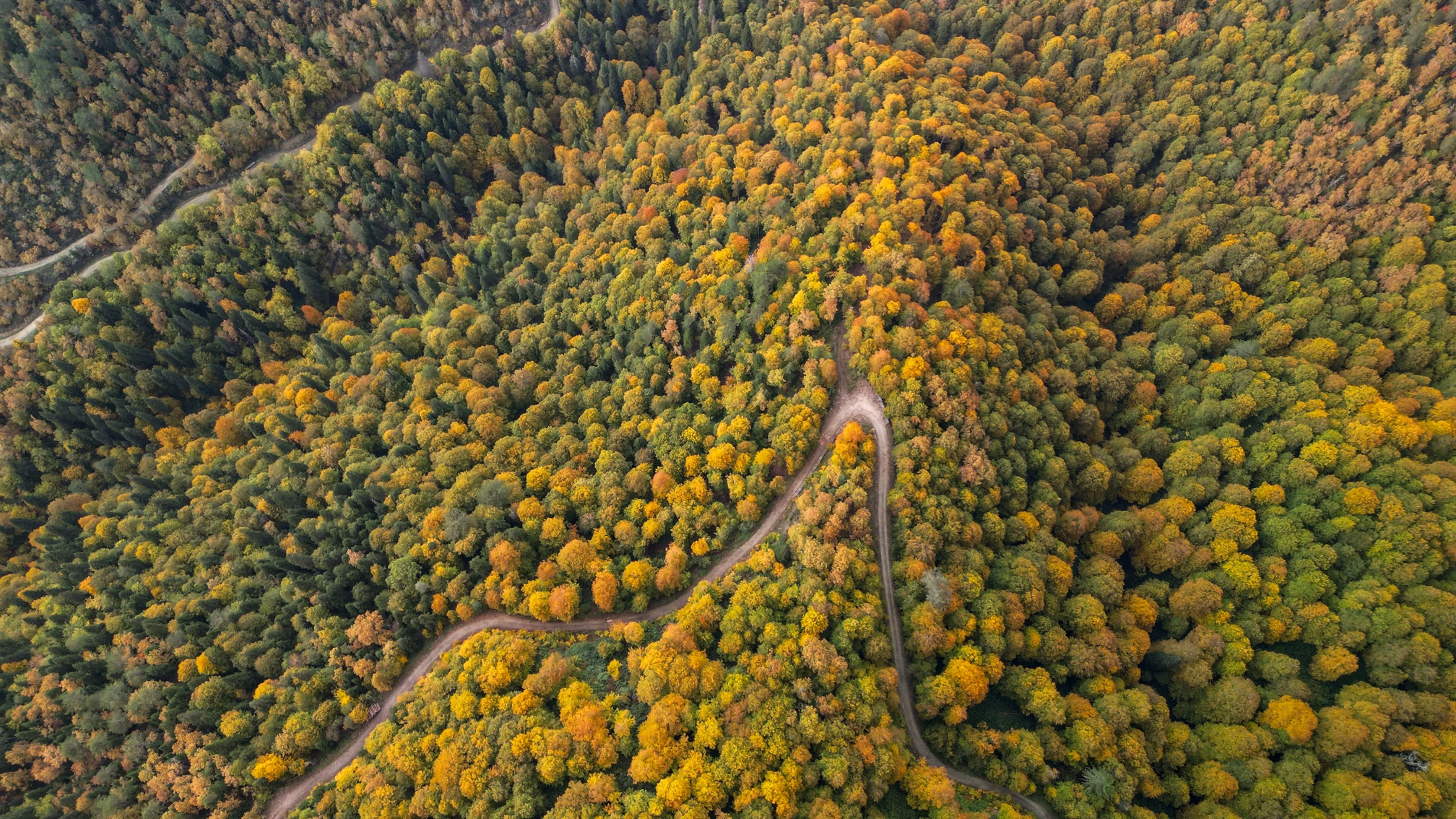 Zonguldak'ta sonbaharın büyüleyici renkleri ormanları süsledi! 3