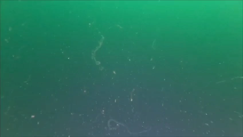 Marmara Denizi’nde yeni müsilaj alarmı! 4