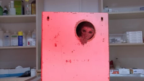 Şaşkınlığı ile gündem olmuştu! 'Minik' yeni yuvasında 6