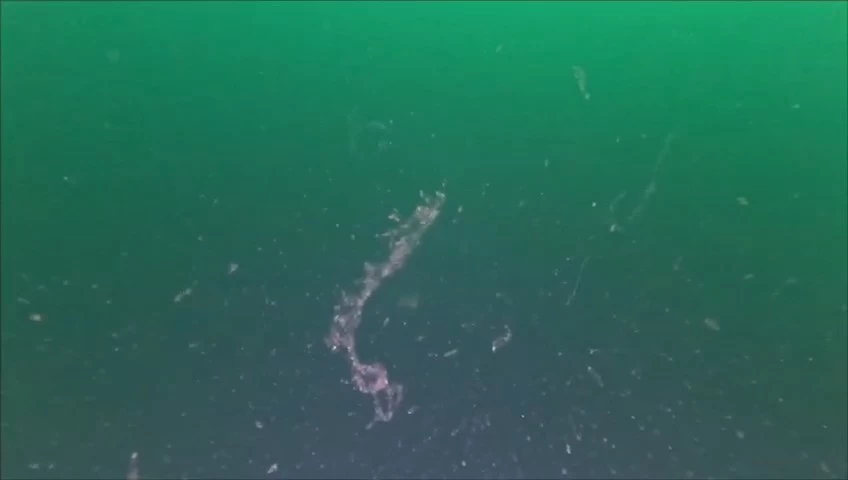 Marmara Denizi’nde yeni müsilaj alarmı! 5