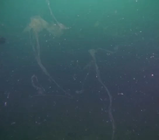 Marmara Denizi’nde yeni müsilaj alarmı! 7