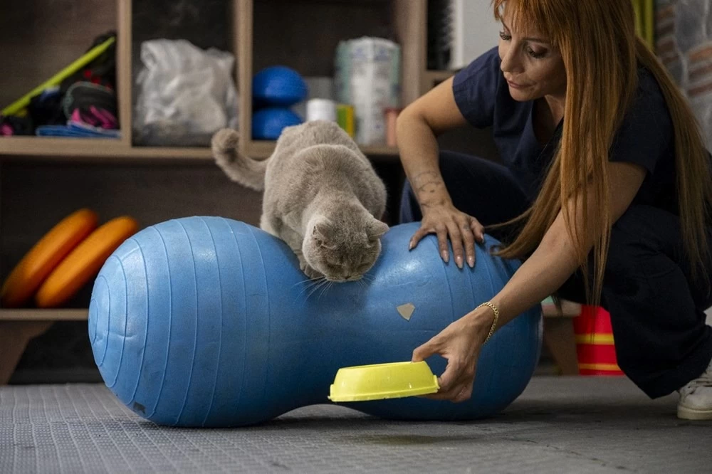 Obez kedi Şiraz'ın muhteşem değişimi: Pilates ve yüzmeyle 6 kilo verdi 5