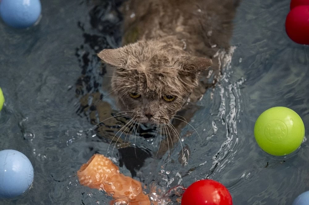 Obez kedi Şiraz'ın muhteşem değişimi: Pilates ve yüzmeyle 6 kilo verdi 3
