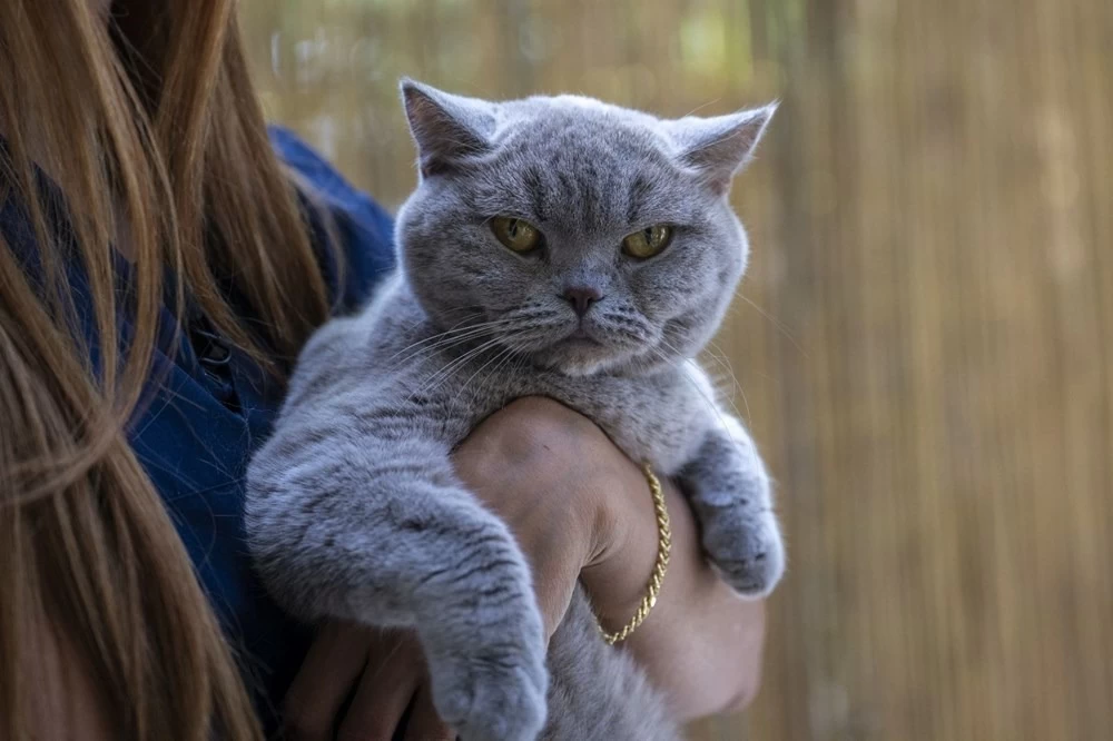 Obez kedi Şiraz'ın muhteşem değişimi: Pilates ve yüzmeyle 6 kilo verdi 9