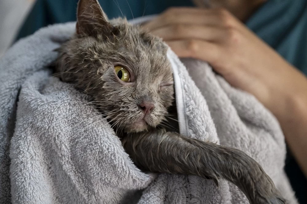 Obez kedi Şiraz'ın muhteşem değişimi: Pilates ve yüzmeyle 6 kilo verdi 11