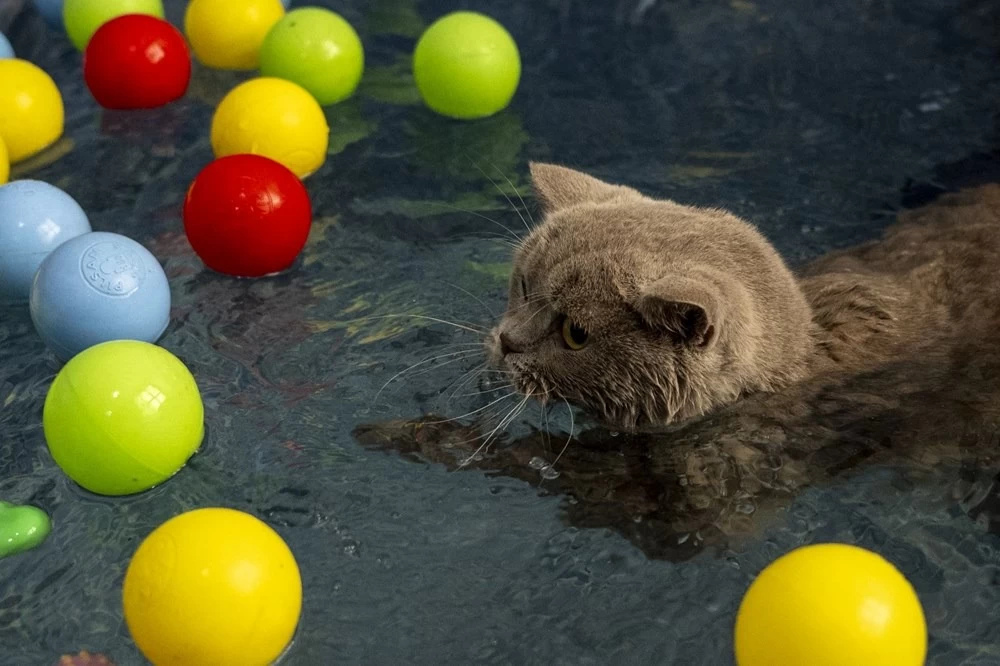 Obez kedi Şiraz'ın muhteşem değişimi: Pilates ve yüzmeyle 6 kilo verdi 10