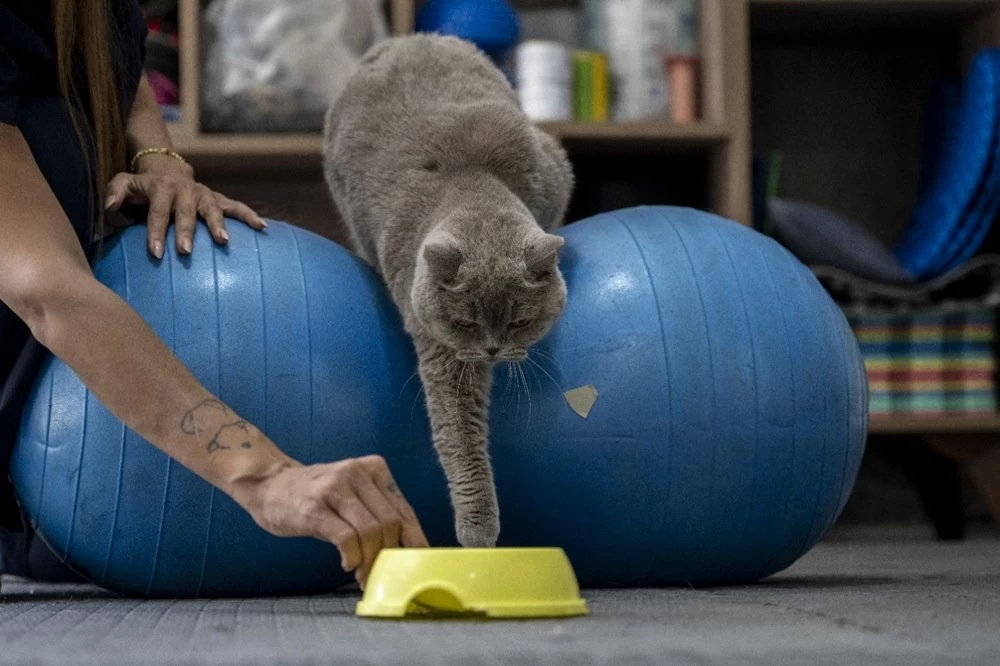 Obez kedi Şiraz'ın muhteşem değişimi: Pilates ve yüzmeyle 6 kilo verdi 4