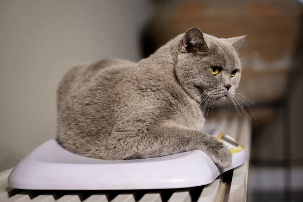 Obez kedi Şiraz'ın muhteşem değişimi: Pilates ve yüzmeyle 6 kilo verdi 14