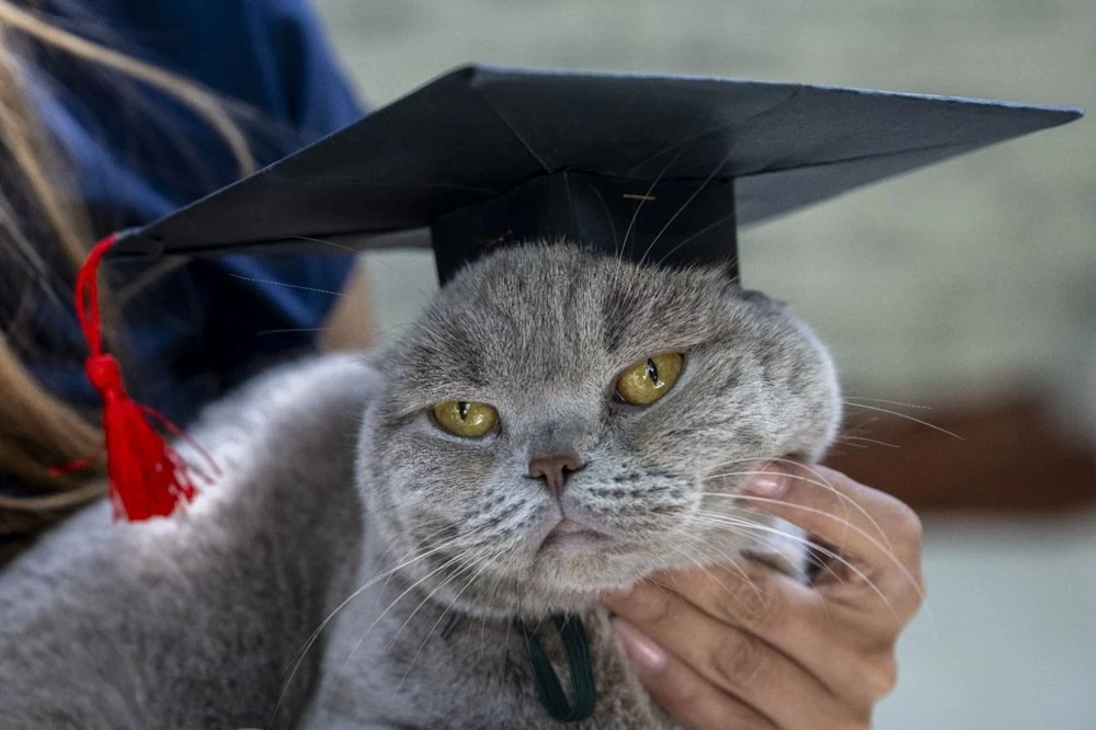 Obez kedi Şiraz'ın muhteşem değişimi: Pilates ve yüzmeyle 6 kilo verdi 2