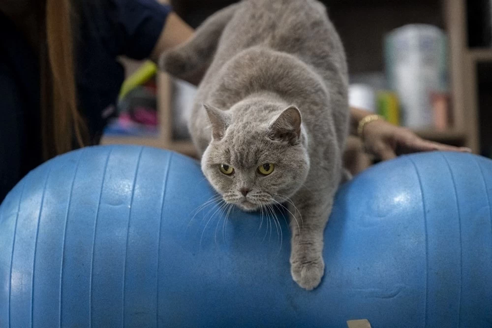 Obez kedi Şiraz'ın muhteşem değişimi: Pilates ve yüzmeyle 6 kilo verdi 6
