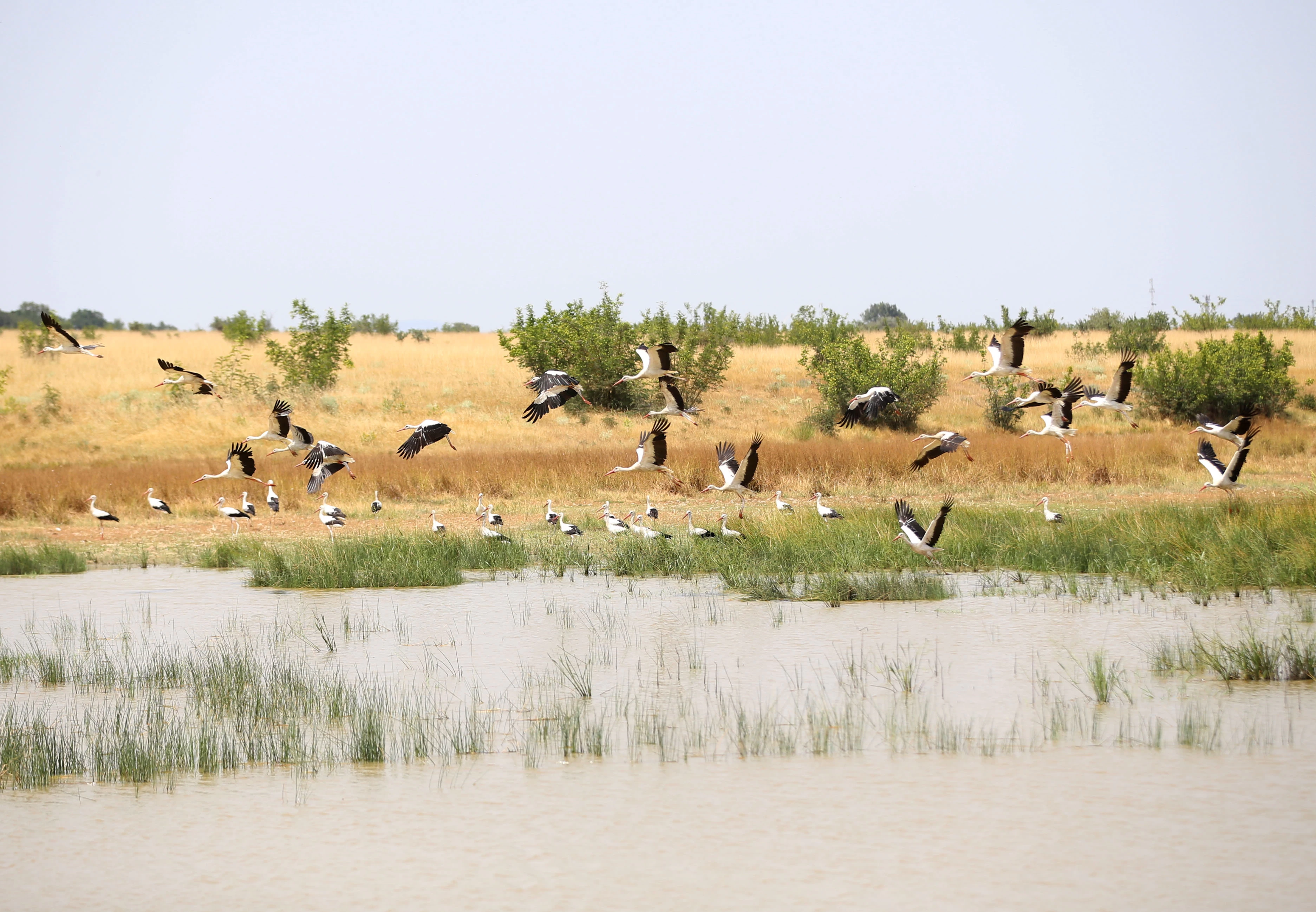 Kırklareli'nde buğday hasadı ve leyleklerin dansı 4