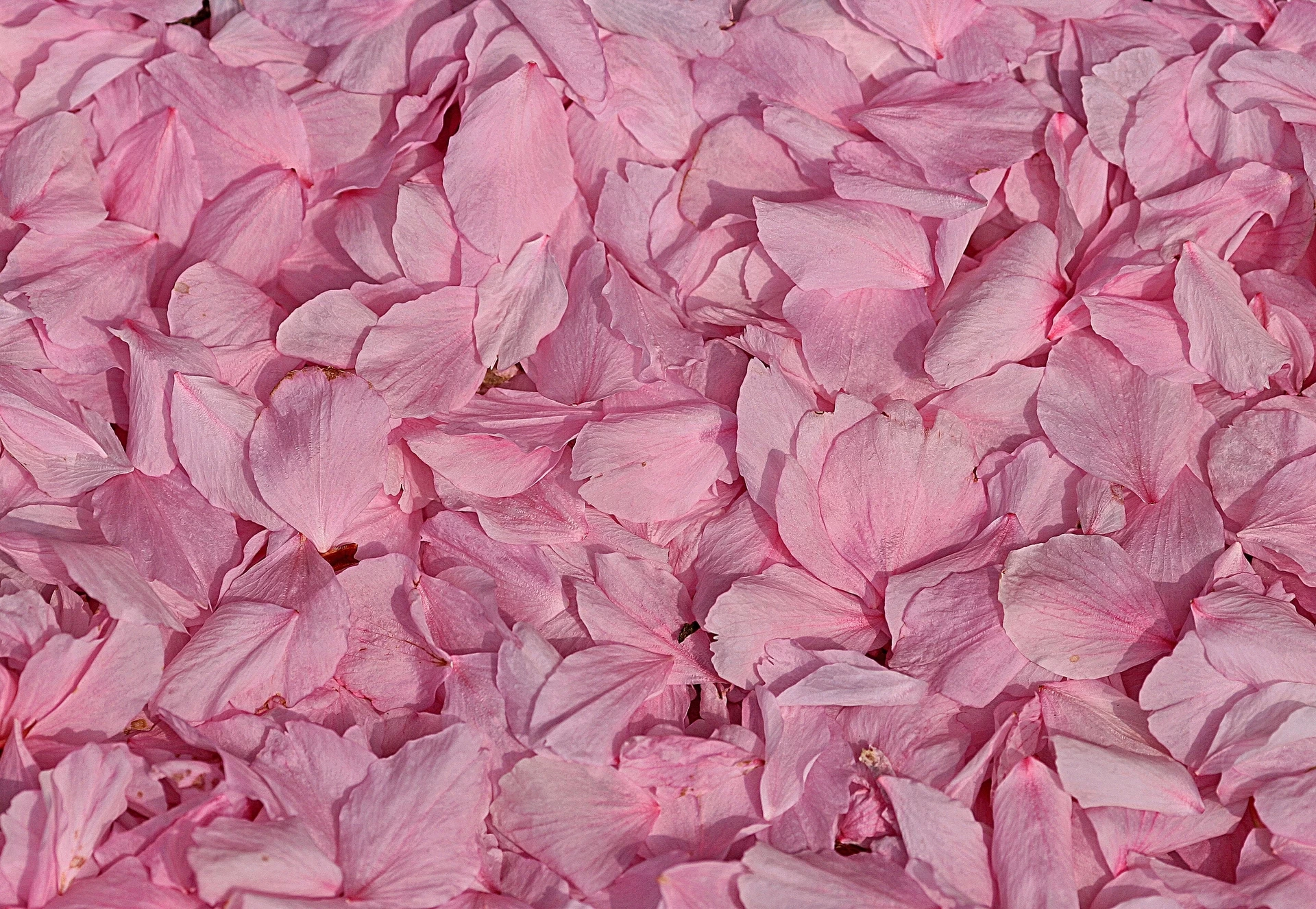 Hangi aura rengi neyi temsil ediyor? İşte aura renkleri ve anlamları 11