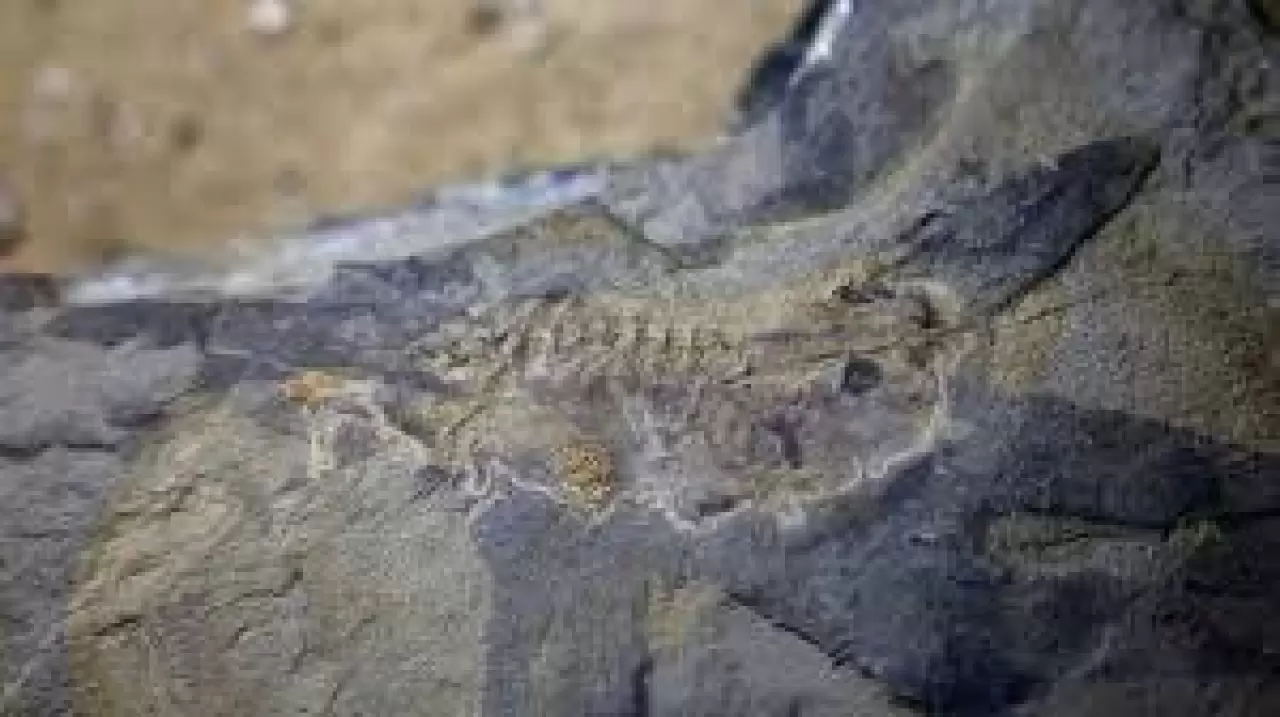 Bilim insanları şimdiye kadarki en eski kuşlardan birini ortaya çıkardı 5