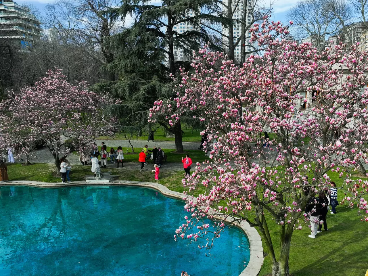 İstanbul’un saklı cenneti, Ihlamur Kasırları’nda manolyalar açtı 6
