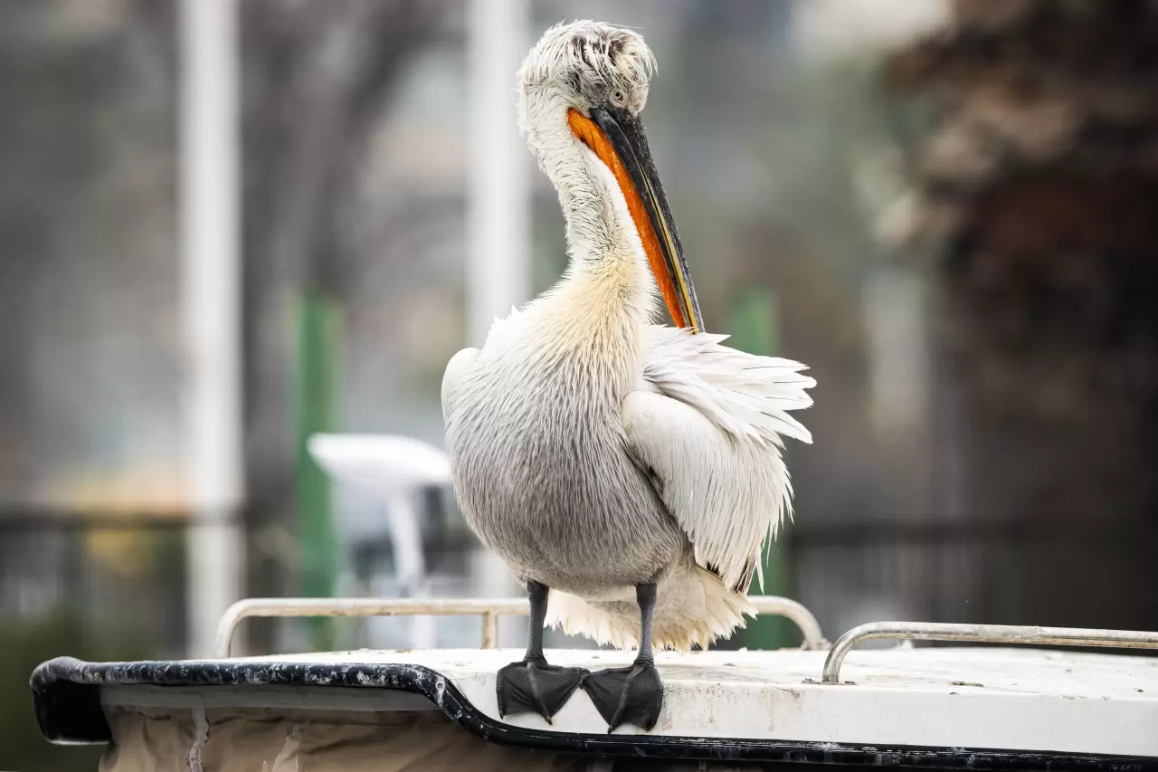 Gediz Deltası, zengin biyoçeşitliliğiyle doğaseverleri bekliyor 3