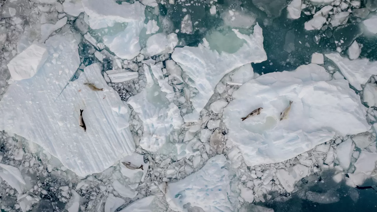Antarktika'da kuş gribi ve deniz kirliliği, doğayı tehdit ediyor 8