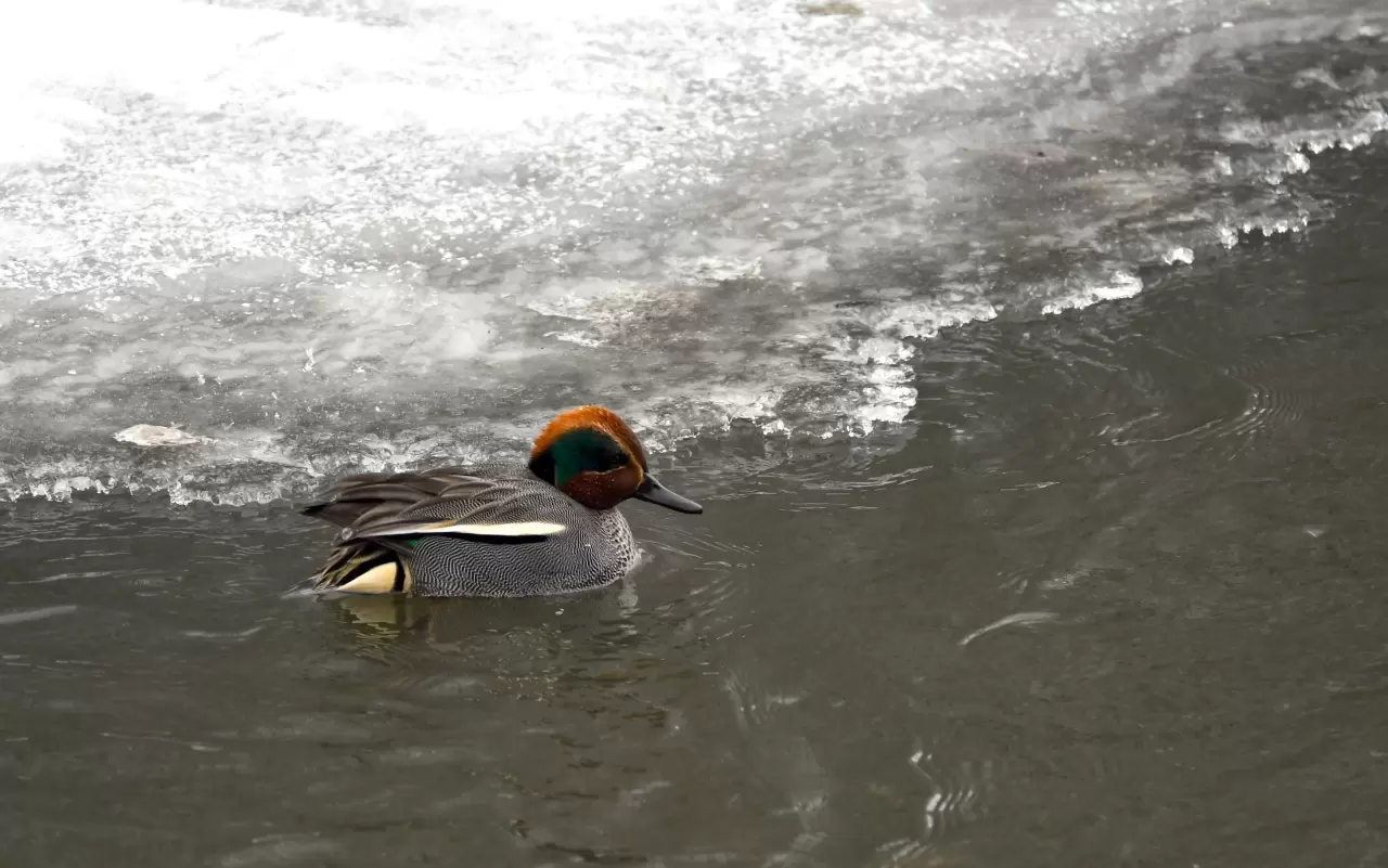 Kars'ta soğuk hava, yaban hayatını etkiliyor 4