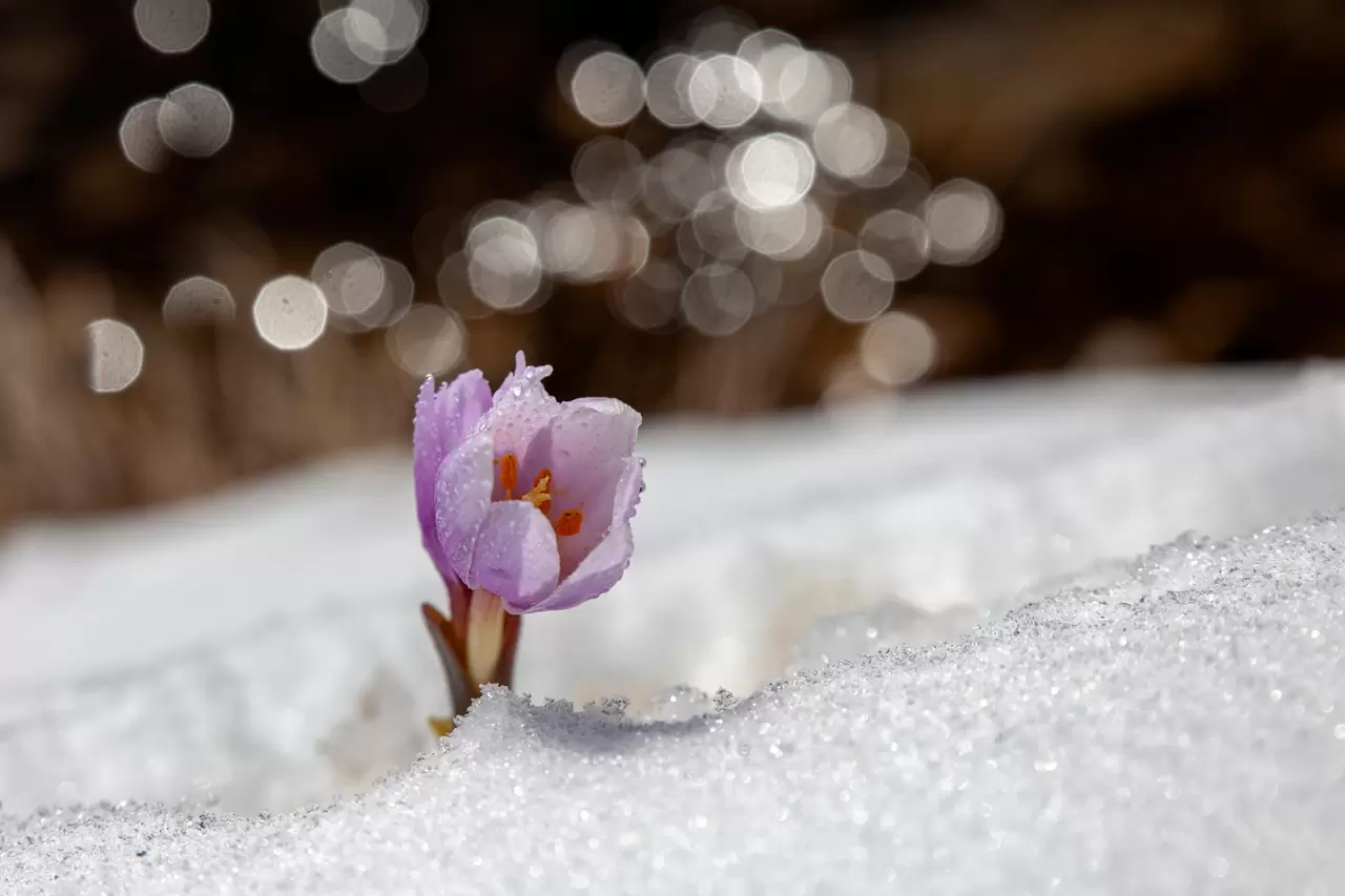 Malatya'da baharın müjdecisi kardelenler çiçek açtı 1