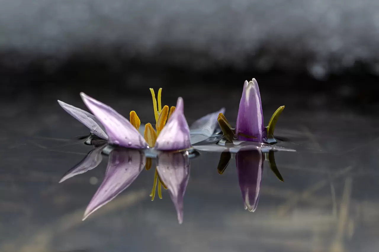 Malatya'da baharın müjdecisi kardelenler çiçek açtı 3