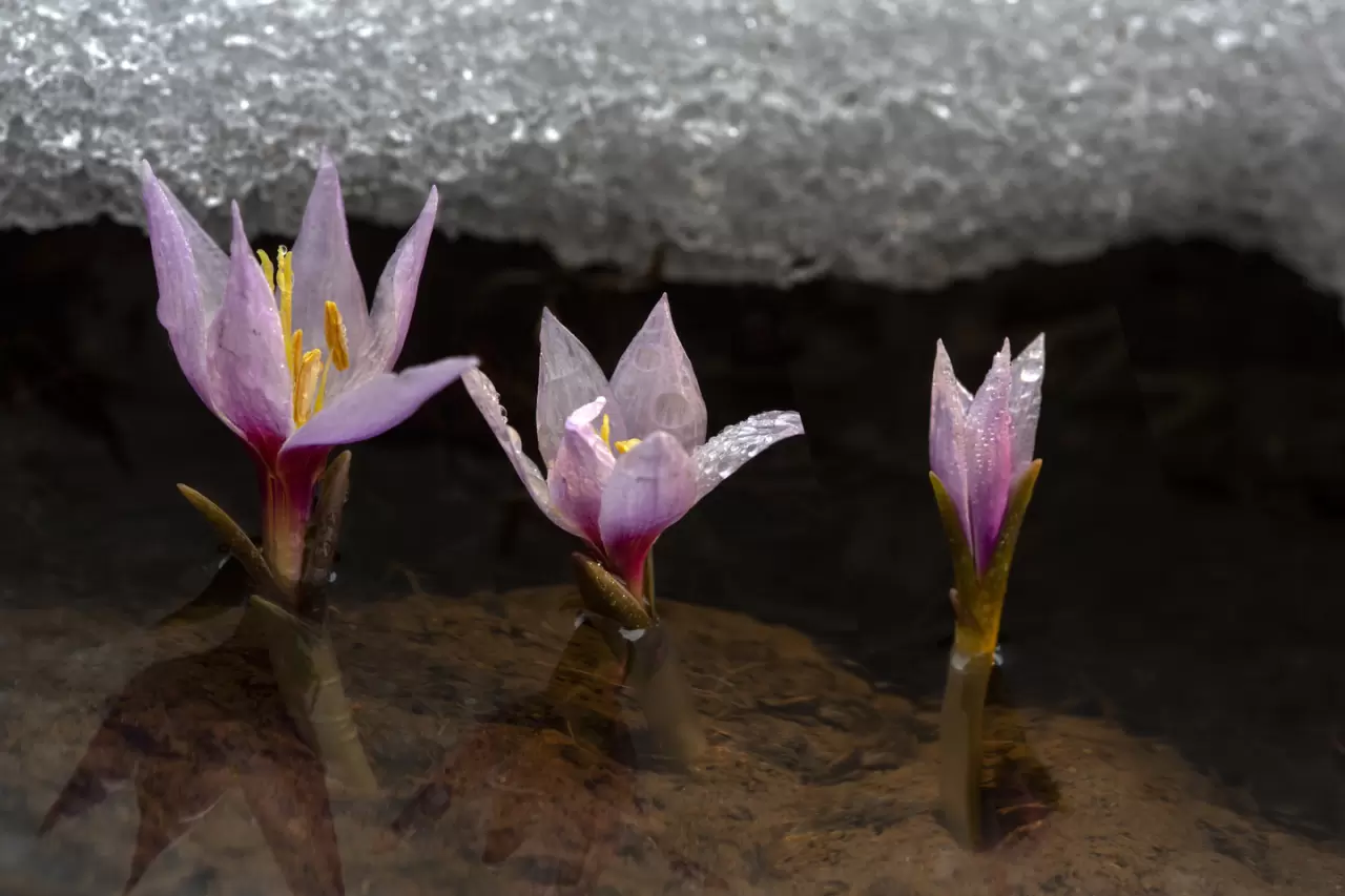 Malatya'da baharın müjdecisi kardelenler çiçek açtı 2