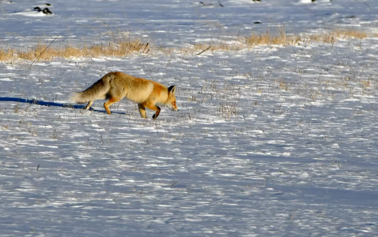 Kars'ta soğuk hava, yaban hayatını etkiliyor 1