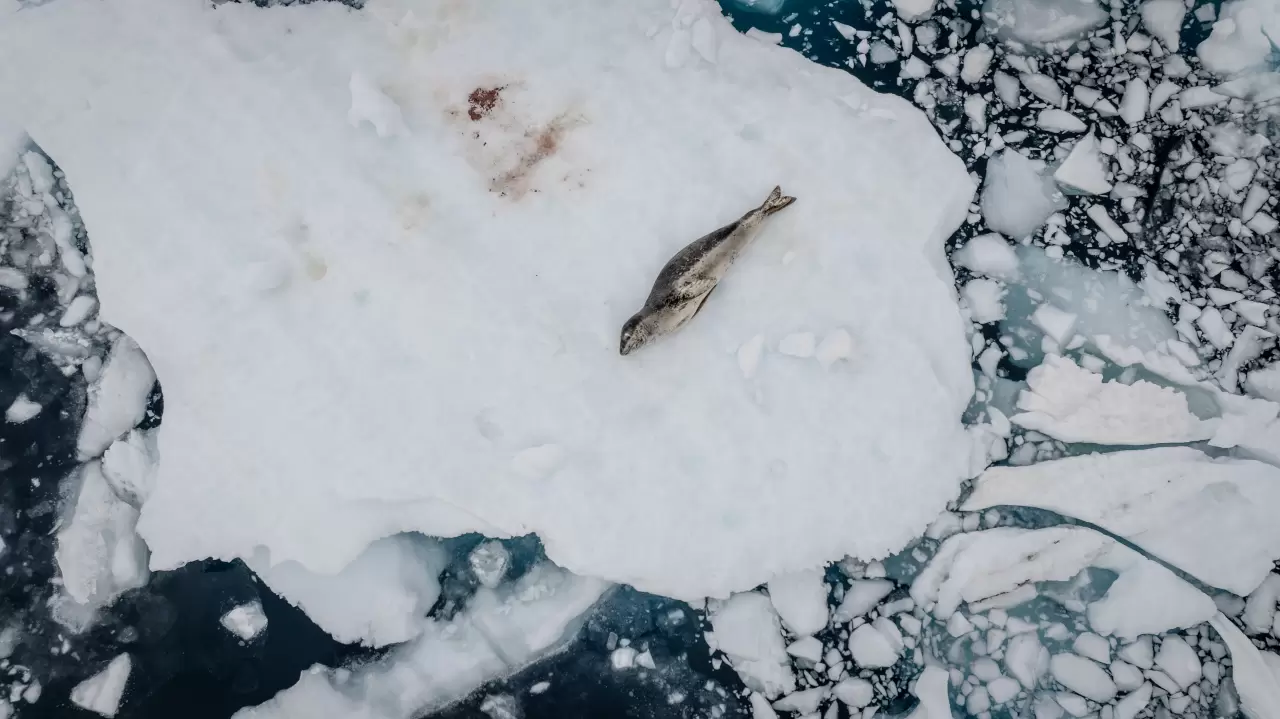 Antarktika'da kuş gribi ve deniz kirliliği, doğayı tehdit ediyor 6