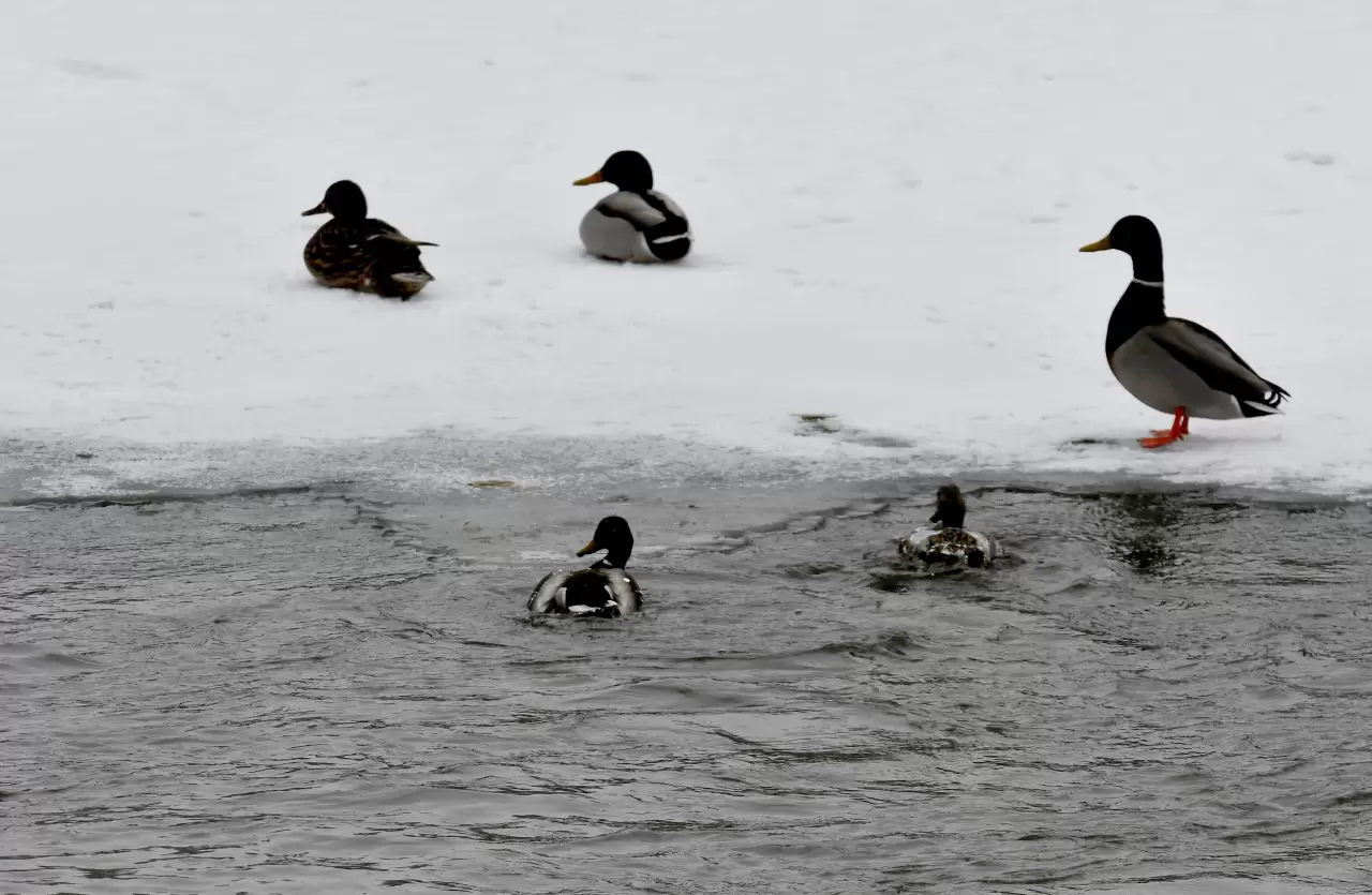 Kars'ta soğuk hava, yaban hayatını etkiliyor 3