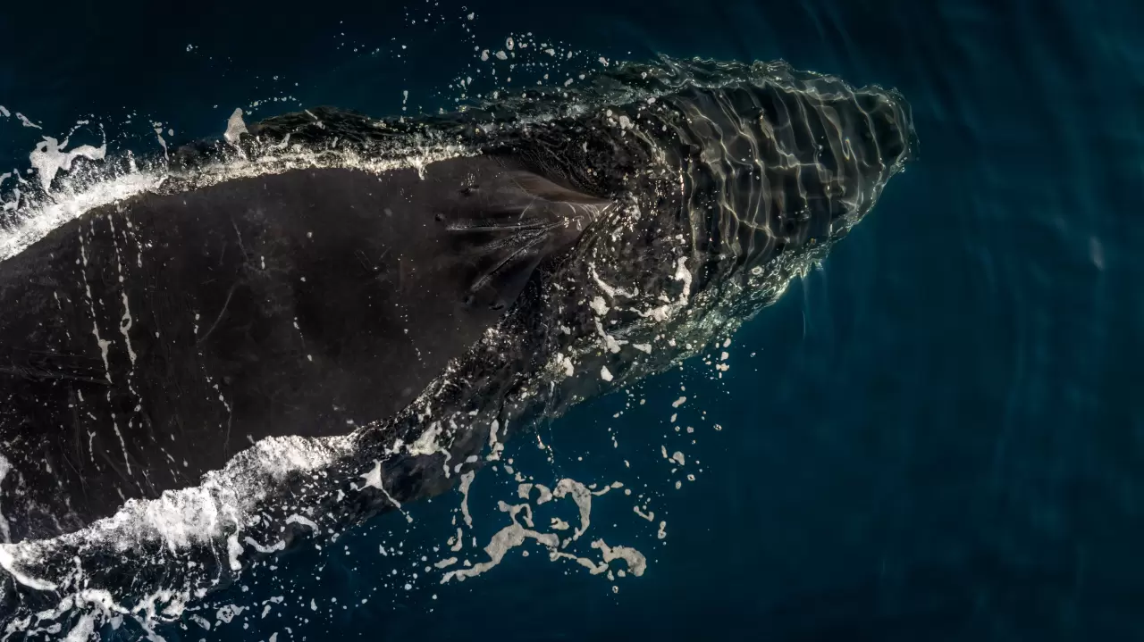 Antarktika'da kuş gribi ve deniz kirliliği, doğayı tehdit ediyor 2