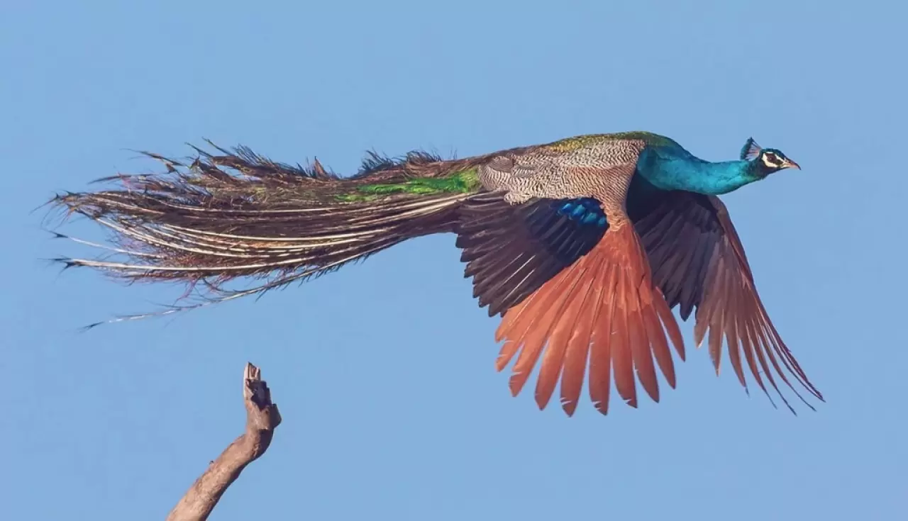 Bilim insanları şimdiye kadarki en eski kuşlardan birini ortaya çıkardı 7