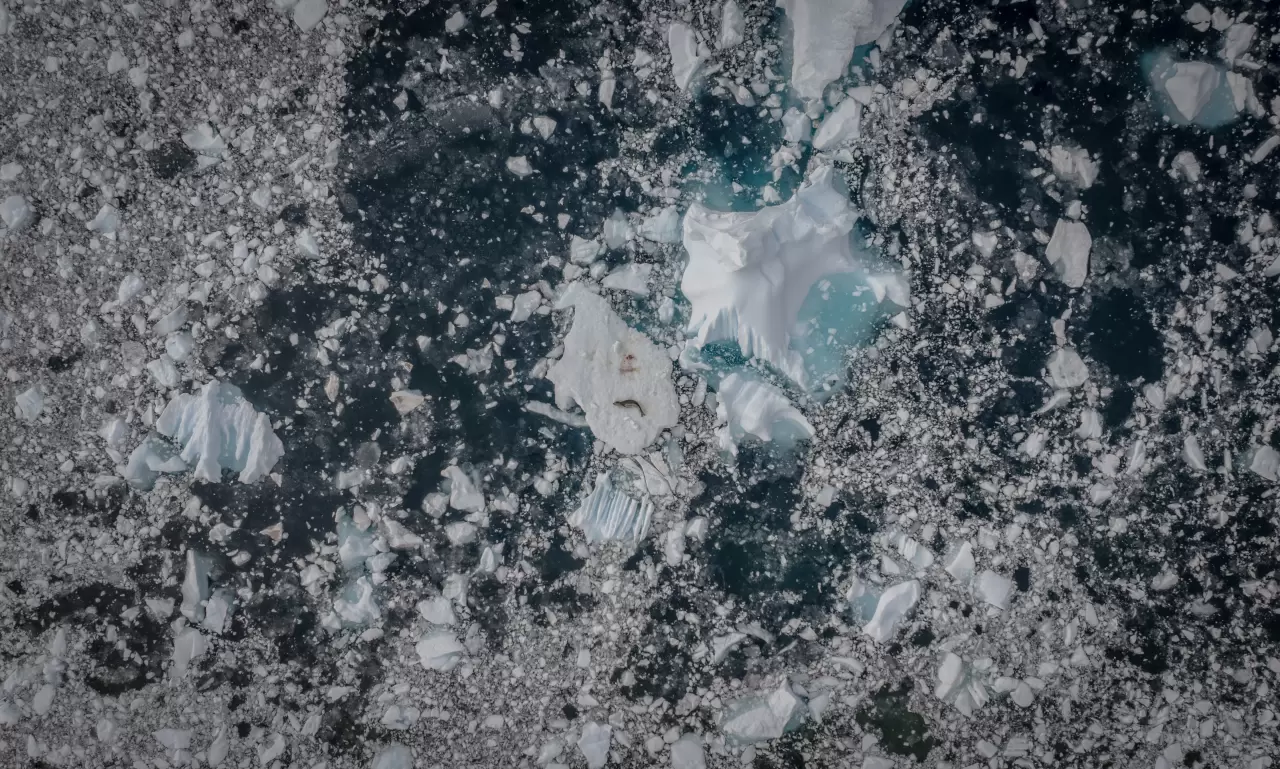 Antarktika'da kuş gribi ve deniz kirliliği, doğayı tehdit ediyor 5