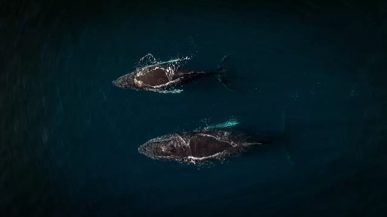 Antarktika'da kuş gribi ve deniz kirliliği, doğayı tehdit ediyor 1