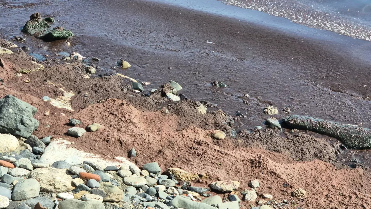 Tekirdağ'da kıyılar kızıl yosunlarla kaplandı 3