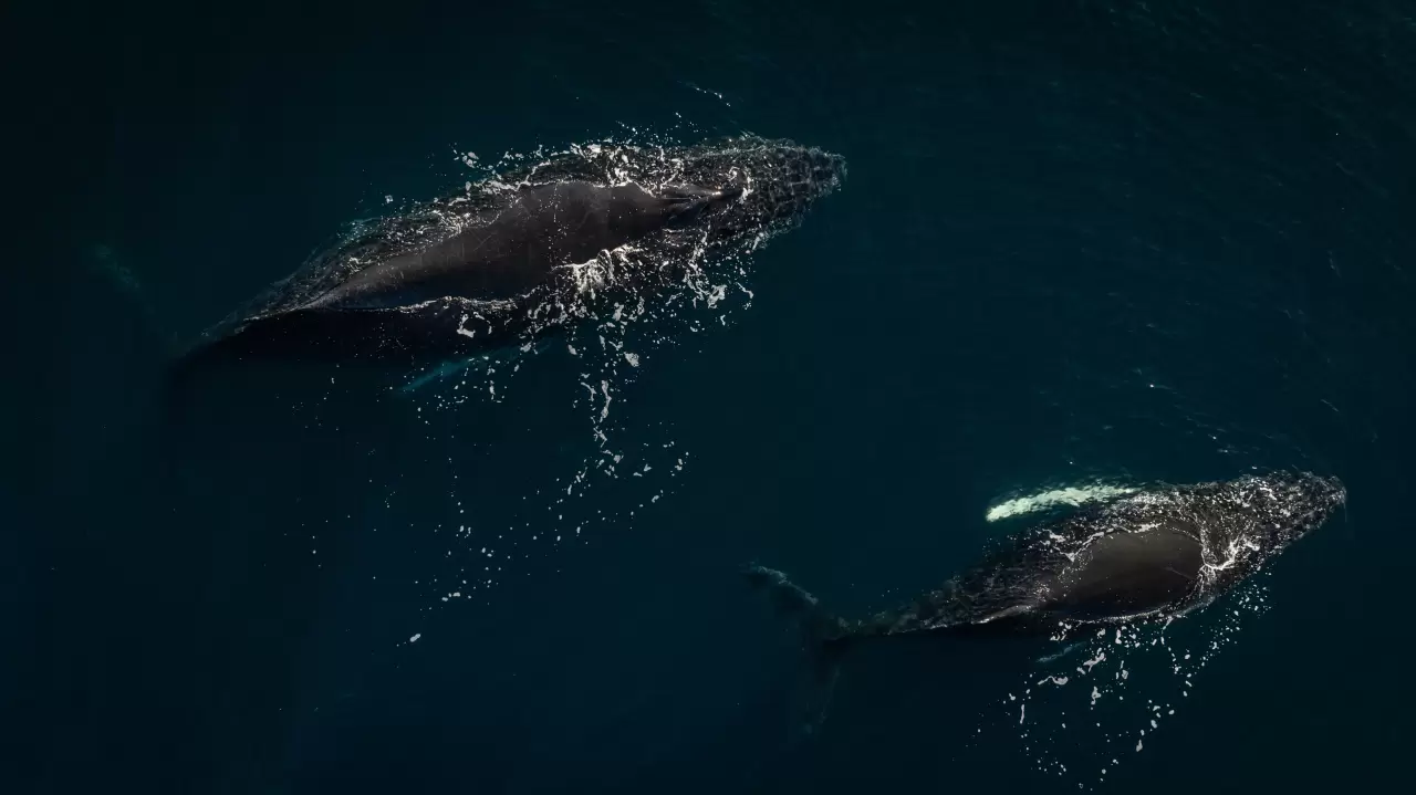 Antarktika'da kuş gribi ve deniz kirliliği, doğayı tehdit ediyor 7
