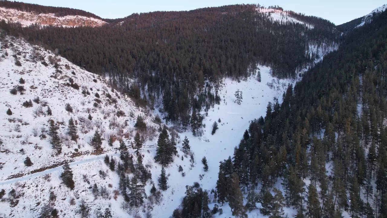Erzurum Şenkaya'da kış güzelliği yaşandı, sarıçam ormanları beyaza büründü 1