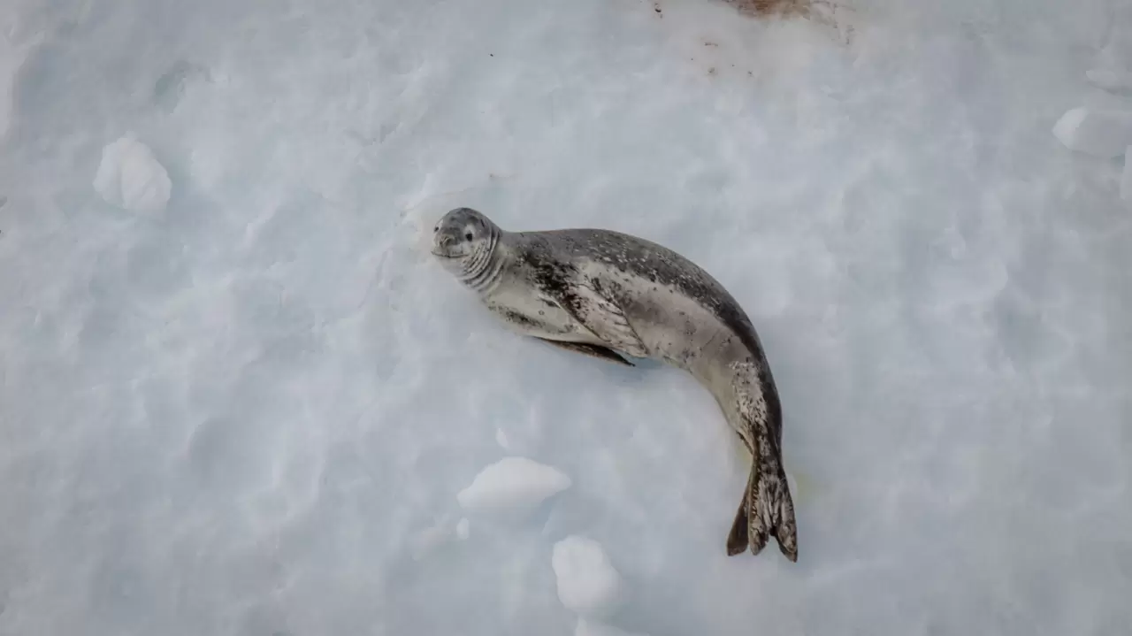 Antarktika'da kuş gribi ve deniz kirliliği, doğayı tehdit ediyor 3