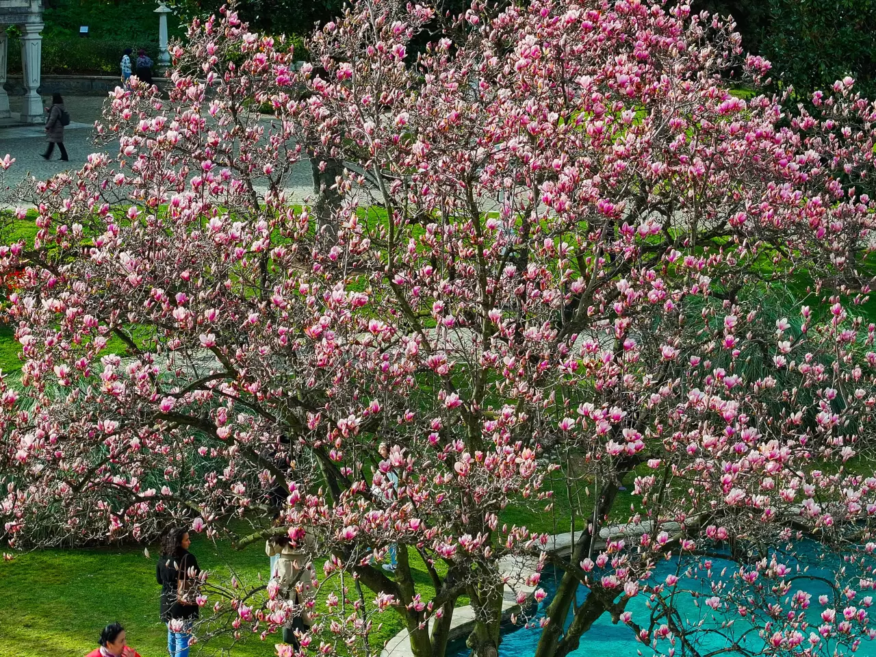 İstanbul’un saklı cenneti, Ihlamur Kasırları’nda manolyalar açtı 4