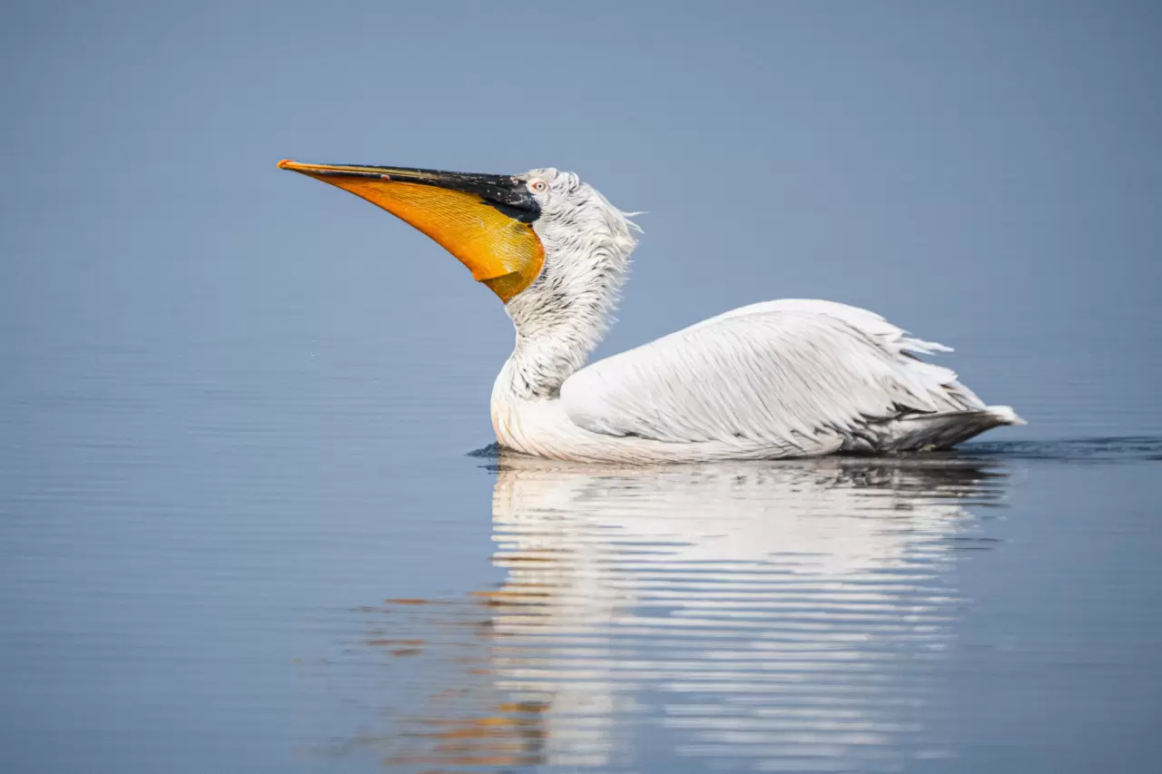 Gediz Deltası, zengin biyoçeşitliliğiyle doğaseverleri bekliyor 8