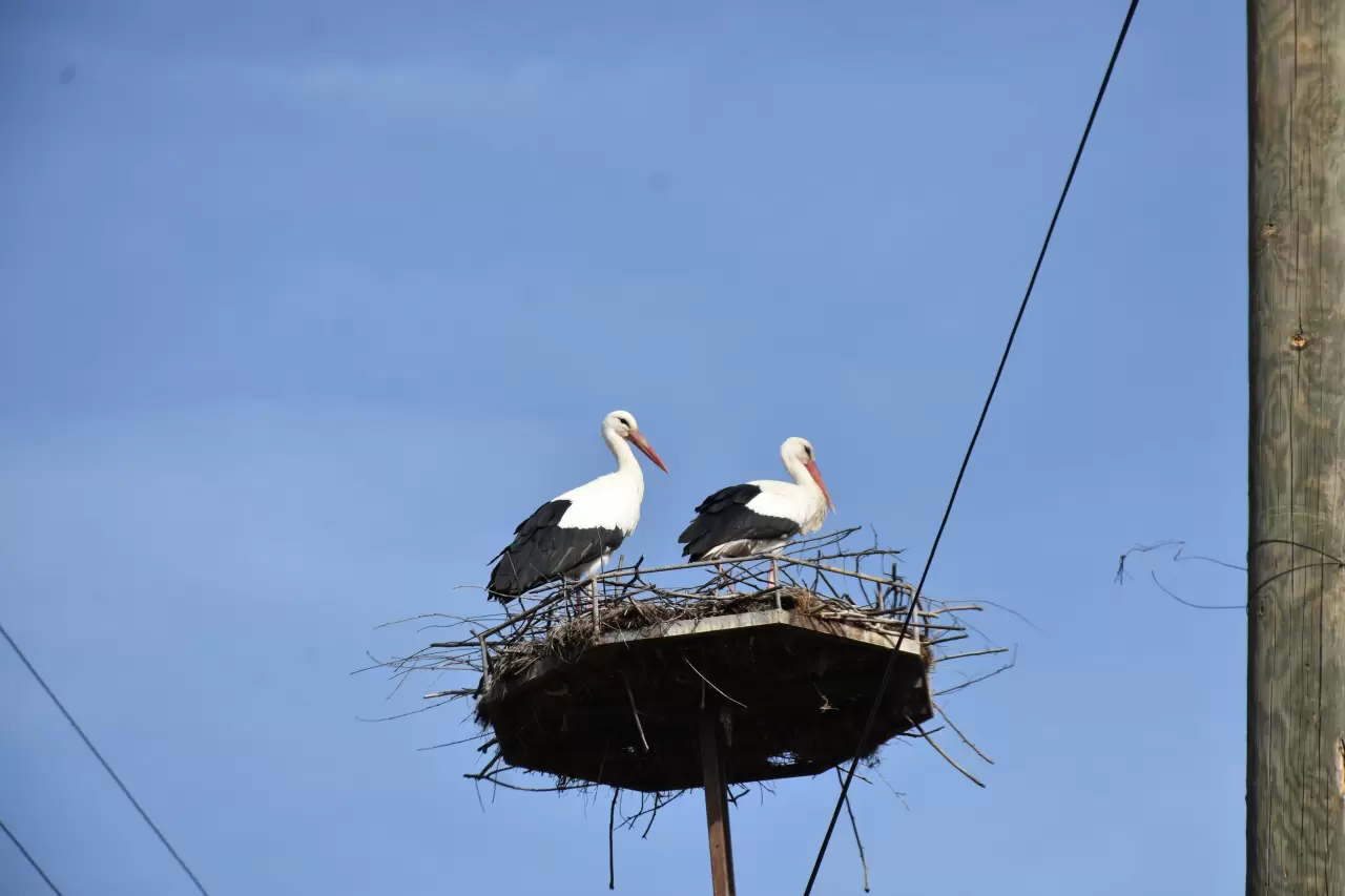 Leylekler döndü, Cuma Ovası’nda baharın kanat sesleri 2
